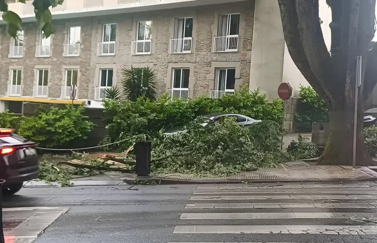 Árvore caída junto à estrada e carros, em Viseu.